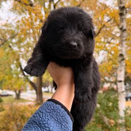 Buffy - Black female German Shepherd puppy in Perrysburg, Ohio from Fancy GSDs