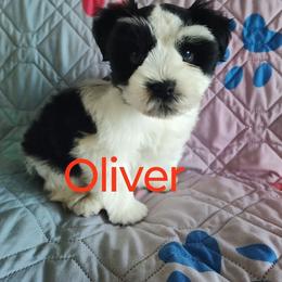 Oliver - Parti male Miniature Schnauzer puppy in Diana, Texas from Happy Pawz Schnauzers