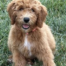 Goldendoodle Puppies from Pomegranate Doodles