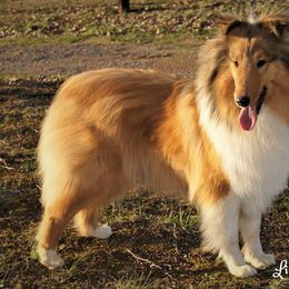 Gretta - Collie