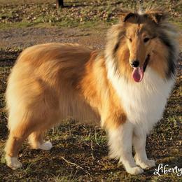 Gretta - Collie