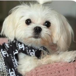 Olivia - Maltese