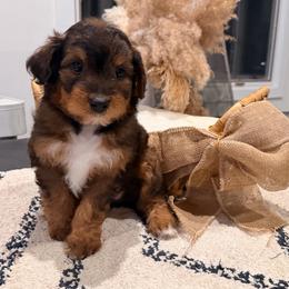 Coach - Sable female Aussiedoodle puppy in North Royalton, Ohio from Johnson's Doodles