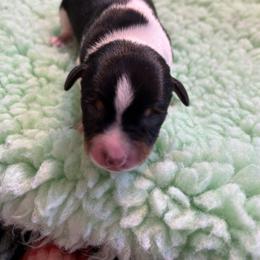 Rat Terrier Puppies from Susan Turner