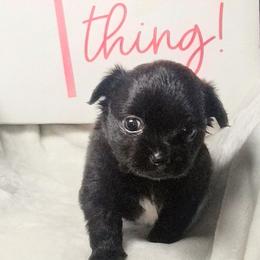 Jet - Black and white female Chihuahua puppy in Redding, California from Akc ivy league chihuahua .  Com
