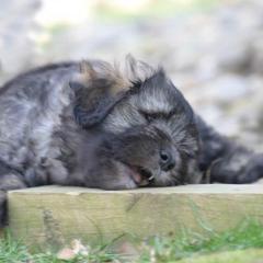 Bergamasco Sheepdog Puppies from Silver Pastori Bergamascos