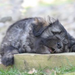 Bergamasco Sheepdog Puppies from Silver Pastori Bergamascos