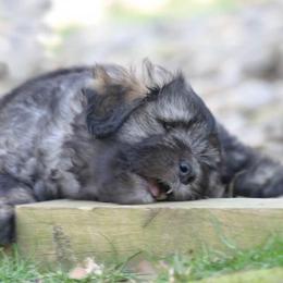 Bergamasco Sheepdog Puppies from Silver Pastori Bergamascos