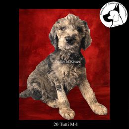 Assorted Doodle Crosses Puppies from Oodles of Kisses' Great DaNoodles