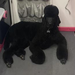 Poodle All Grown Up from Purley Poodles