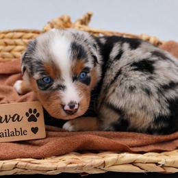 Java - Blue merle male Miniature Australian Shepherd puppy in Apache Junction, Arizona from Circle T Mini Aussies