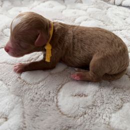 Masrhmallow - Red male Bernedoodle puppy in Fort Wayne, Indiana from Crimson Curl Doodles