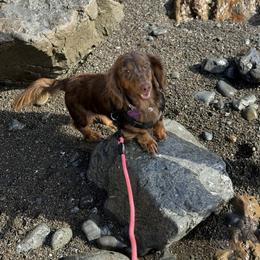 Nutella - Dachshund