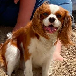 Princess - Cavalier King Charles Spaniel