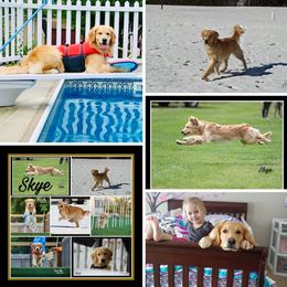 Golden Retriever All Grown Up from Briarwood Lane Golden Retrievers
