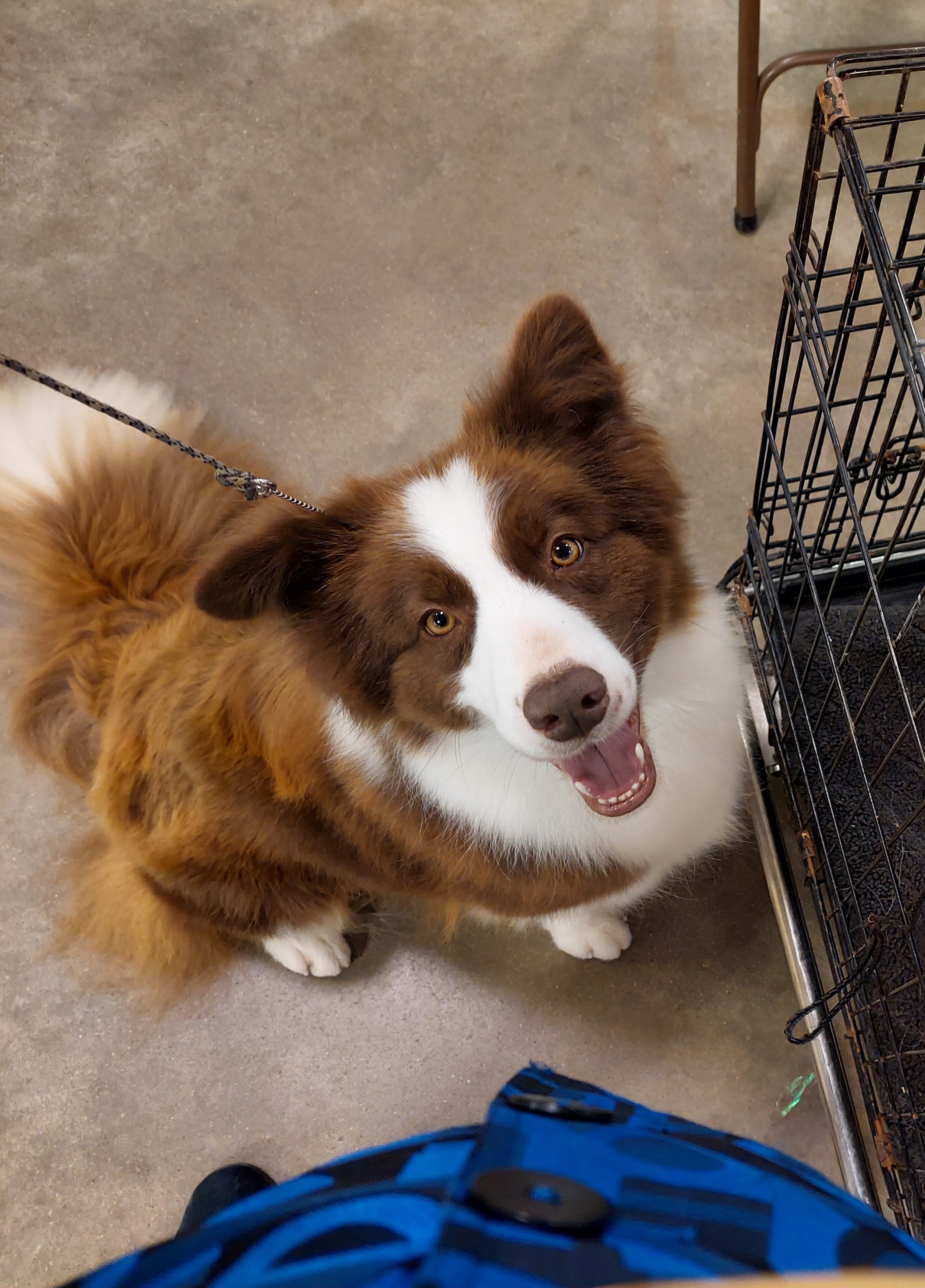 Ariel - Border Collie