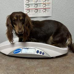 Bailey - Dachshund