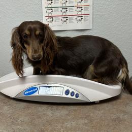 Bailey - Dachshund