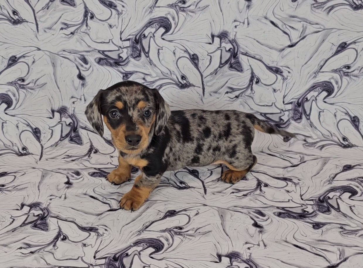 Dachshund Puppies from Newbern's Nuggets