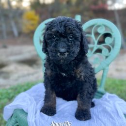 Hyperlite Phantom - Phantom female Bernedoodle puppy in Grove, Oklahoma from Guinn Family Farms