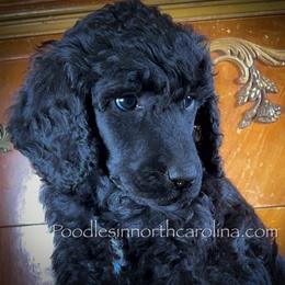 Muse - Silver male Poodle puppy in Greenville, North Carolina from Grace Poodles