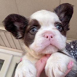 Hatch - Tricolors male French Bulldog puppy in Garland, Texas from Brewer's Doodles and French Bulldogs