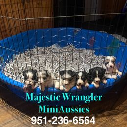 Australian Shepherd puppies from Majestic Wrangler’s Aussie’s