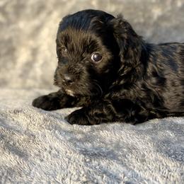 Boy 2 - Black male Shihpoo puppy in Tropic, Utah from Lady Paws-Kara