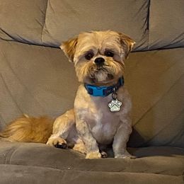Shih Tzu All Grown Up from Jenkins Tzu and Poo’s