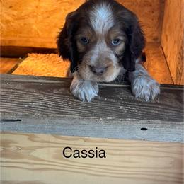 Cassia - Tri-Roan female English Springer Spaniel puppy in Nine Mile Falls, Washington from Sue's Springers