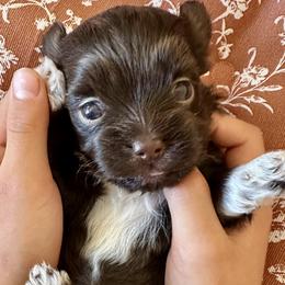 Girl - Chocolate female Havanese puppy in Arizona from HavaDoggie