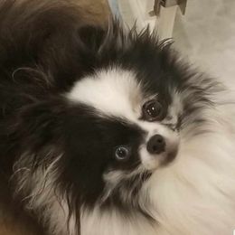 Hope - Pomeranian