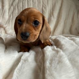 Rubes - Dapple female Dachshund puppy in Stilwell, Oklahoma from Dachshunds of Bunch