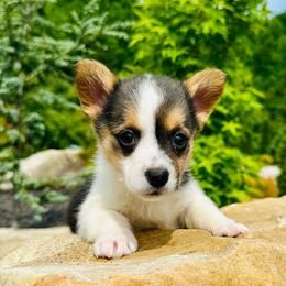 Darci - Black and tan female Pembroke Welsh Corgi puppy in Manchester, Kentucky from Riverside Corgis