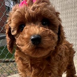 Poodles and Yorkshire Terriers from Pawfect Soul Puppies
