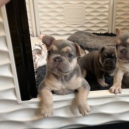 French Bulldog Puppies from Carbonite French Bulldogs