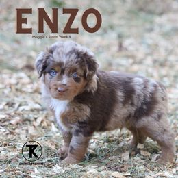 Roux - RMM - Red merle male Miniature American Shepherd puppy in Nacogdoches, Texas from TK Standard, Mini, & Toy Aussies