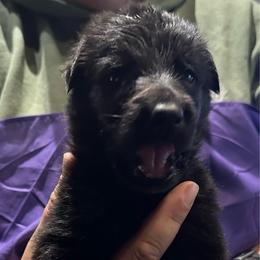 Boy 2 - Black male German Shepherd puppy in Londonderry, New Hampshire from Rusak Shepherds / Wiley Hill Shepherds