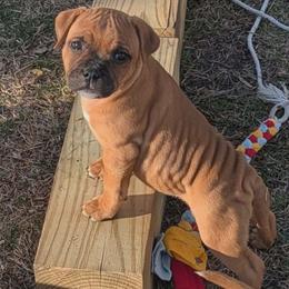Bonnie - Red female Staffordshire Bull Terrier puppy in La Grange, North Carolina from Stone Cold Staffordshire Bull Terriers