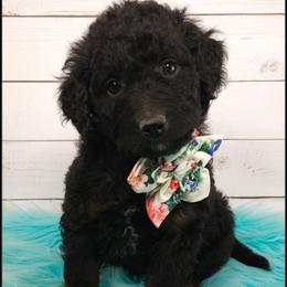 Wrigley - Black phantom female Aussiedoodle puppy in Farley, Iowa from Iowa's Doodle Co.