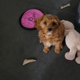 Cavapoo Puppies from Prince Pups