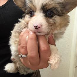 Ambear - Blue merle and white female American Corgi puppy in Decatur, Texas from Bar S Corgis