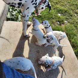 Dalmatian Puppies from America's Dalmatian Friends