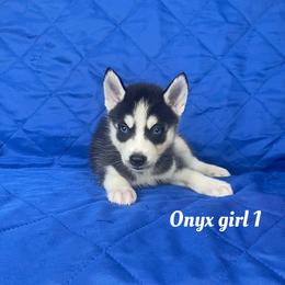Onyx girl 1 - Black and white female Siberian Husky puppy in Ocala, Florida from Florida Husky Puppies
