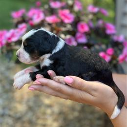 Lucky - Tri-color male Bernedoodle puppy in Perrysville, Ohio from Pleasant Valley Bernedoodles