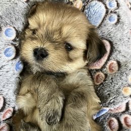 MB1 FLORIDA AKC MULTI CHAMPION ANCESTRY - Golden male Lhasa Apso puppy in Bell, Florida from Maryann & Kandis