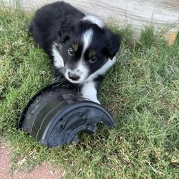 Miniature Australian Shepherd Puppies from Andy McDonald