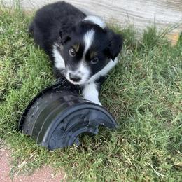Miniature Australian Shepherd Puppies from Andy McDonald