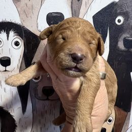 Boy 5 - male Goldendoodle puppy in Placerville, California from New Dawn Poodles and Doodles