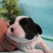 Cavatzu Puppies from Villanueva Puppies
